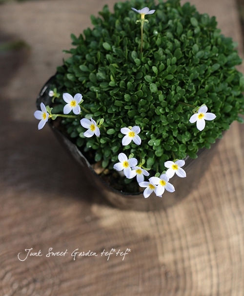 寒さに強い Br トキワナズナ ヒナソウ Br ブルー花 すべての商品 Junk Sweet Garden Tef Tef