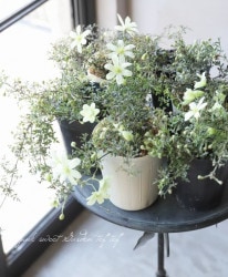 Flower Species クレマチス Junk Sweet Garden Tef Tef