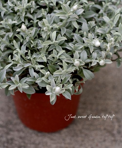 �إꥯ�ꥵ��إۥ磻�ȡ��ۥ磻�ȥե��꡼��5����ȭ