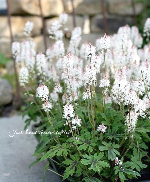 ティアラスプリングシンフォニー 宿根草】 ティアレラ 『スプリングシンフォニー』 2.5寸ロングPOT