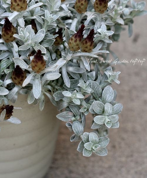 【レア】Blackberry JAM Silverberryシルバーベリー レア】Blackberry JAM Silverberryシルバーベリー Silverberry