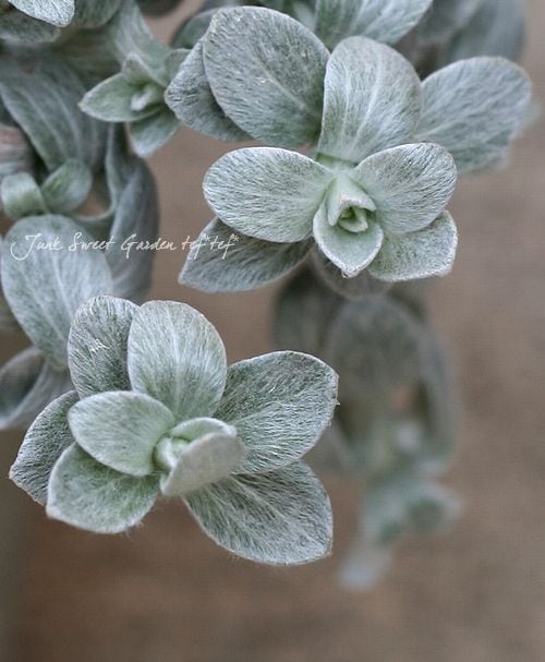 ヘリクリサム<BR>『シルバーキャンドル』<BR>5寸大苗！ | すべての商品