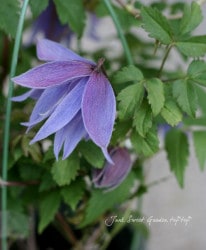 ����ޥ��������ȥ饲�ͷ� �إޥ����ڥ����