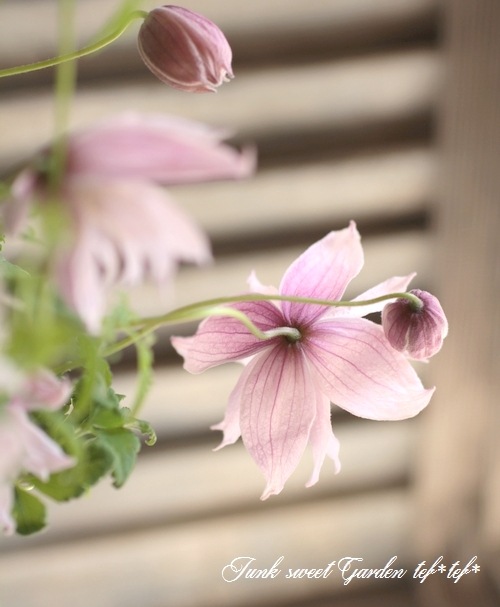 クレマチス・アトラゲネ系 『マークハムズピンク