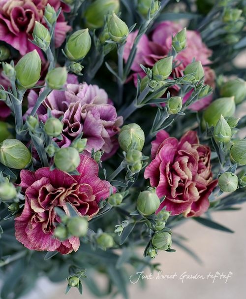 カーネーションさん専用 STカーネーション - ZAPPER JAPAN