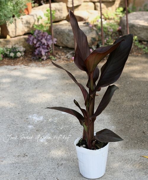 銅葉カンナ 1苗100円 球根 草丈あるので上部カット ブラックリーフ タキイ