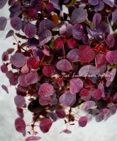 桼եӥ<BR>إ祳꡼ա<BR>8