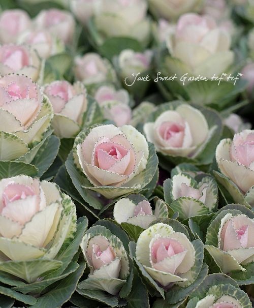 �ߥ��ղ�ð�إե��������֡�����Ω�ơ�