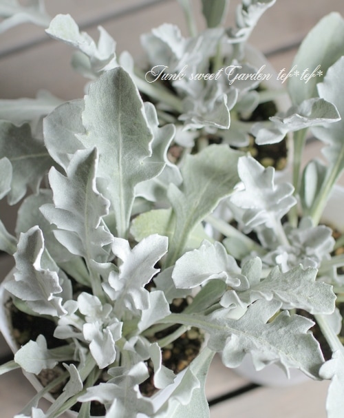 セントーレア マジックシルバー すべての商品 Junk Sweet Garden Tef Tef