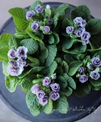 �Х�餭�ץ��顦����ꥢ�� ���إ���С��֥롼��