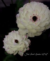����ݤ���Υ�ʥ󥭥�饹���إ��꡼�١�6����ȭ