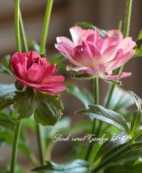 ڰݤ ʥ󥭥饹å꡼ إ奭١