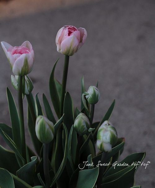 斑入り！八重咲き！<BR>チューリップ<BR>『アンネリンデ』5号鉢