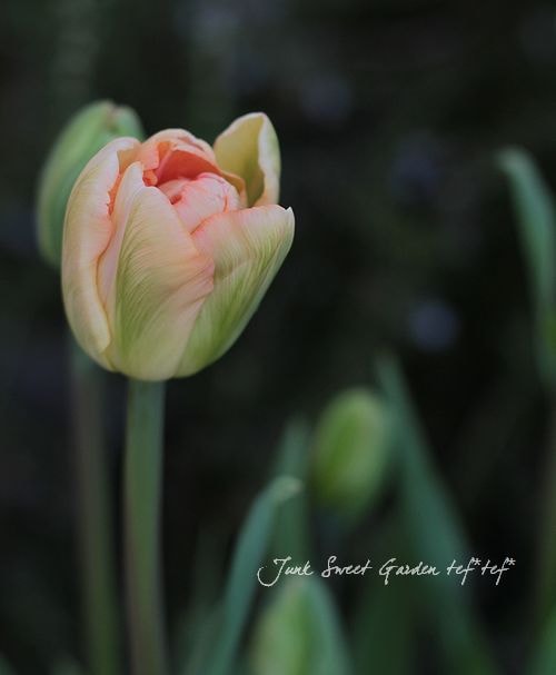 チューリップ チューリップ フラッシュポイント/フォックストロット | 橋本種苗園