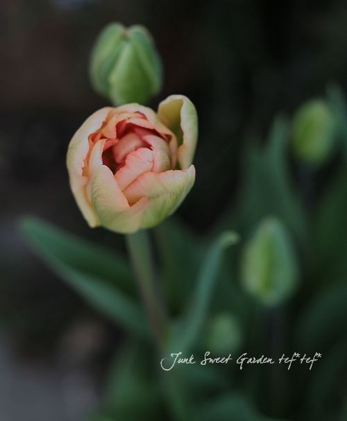 【球根】チャーミングビューティー 5球　チューリップ　アプリコット　八重咲き 楽天市場】チューリップ 【チャーミングビューティ】 球根 あるれる