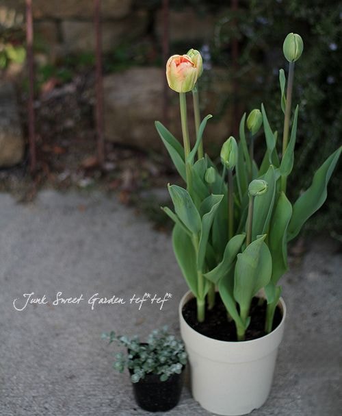 八重咲き！<BR>チューリップ<BR>『チャーミングビューティ』5号鉢