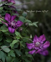 Ȭ�ź餭����ޥ���<BR>�إ�������<BR>6����ȭ