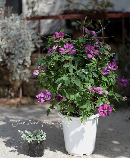 八重咲きクレマチス<BR>『カシス』<BR>6号大鉢 | すべての商品