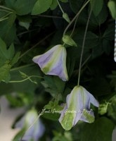 ����ޥ���<BR>�إ���Х�����ꥢ���<BR>6����ȭ