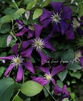 ����ޥ���<BR>�إ٥Υ��Х����쥷����<BR>6����ȭ