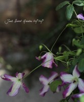 ����ޥ���<BR>�إ�̥��åȡ�<BR>6����ȭ