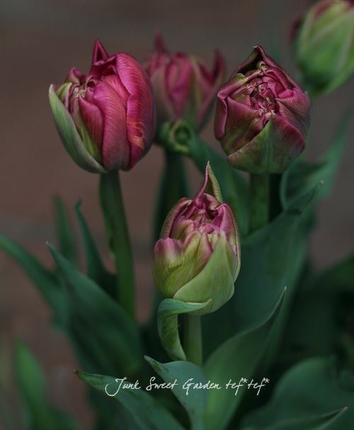 陶葊　陶あん　大鉢　チューリップ 京焼 清水焼 陶あん 色絵付け 玉湯呑（ピンク地×チューリップ） : 陶