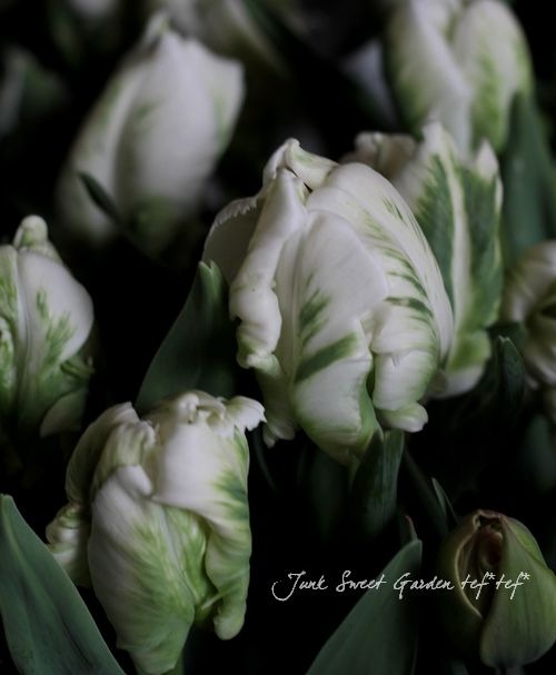 ���塼��å׳��ֳ��������ߤ�����;Ȭ�šإ����ѡ��ѡ����åȡ�5����ȭ