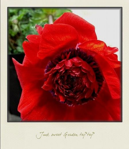 ������ݤ���ε��ż���ͥ��Ȭ�ź餭