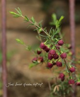 祳졼ȿΡ<BR>֥饦󡦥ܥ˥<BR>إɥ