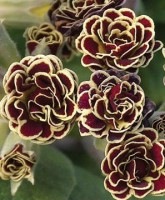 <i>Primula</i>Ȭ�ź餭��<BR>���󥰥�å���ץ���<BR>�إȡ��ȥ����������