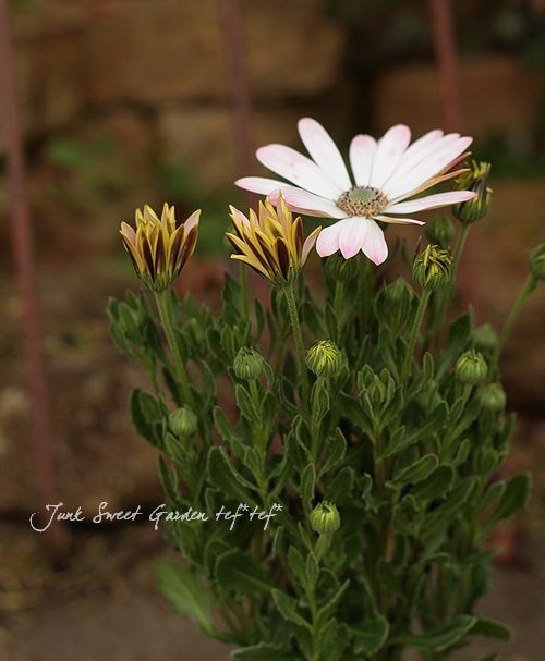 オステオスペルマム・ガトーショコラ 園芸ネット本店｜オステオスペルマム：プリンセス（八重）ガトー