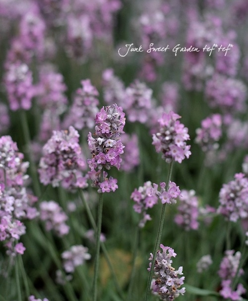 新品未使用品 flower garden tea time jsk ラベンダー 小分け