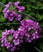 �ʤ�餭�С��٥�<BR>�ȥ����󥯥�<BR>�إ������ѡ��ץ��3.5����