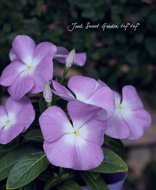 ˥˥ӥ󥫡إѥƥѡץ