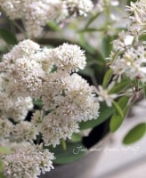 Euphorbia hybrid<BR><BR>Ȭź餭桼եӥ<BR>إɥե