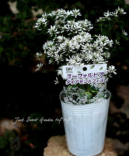 Euphorbia hybrid<BR><BR>八重咲き！ユーフォルビア<BR>『ダイヤモンド