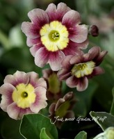 <i>Primula auricula</i><BR><BR>�ץ��顦�ץ٥����󥹡�<BR>�إ����ǥ󥪡��ꥭ����