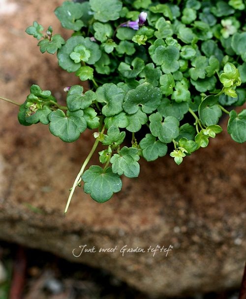 シンバラリア Br ムラリス Br コロセウムアイビー すべての商品 Junk Sweet Garden Tef Tef