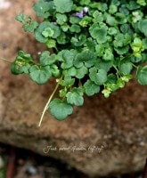 ����Х�ꥢ<BR>�إ��ꥹ��<BR>���������ॢ���ӡ�