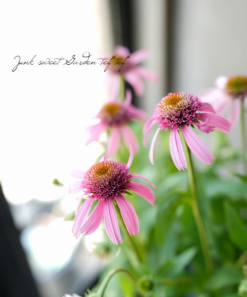 八重咲きエキナセア 『ピンクダブルデライト』 | すべての商品