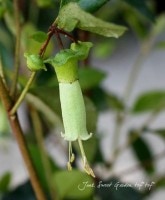 ФΥ٥뷿֡<BR>쥢<BR>إ꡼ϥåȡ