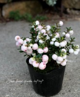 ¤ڤࡪ<BR>إڥͥåƥ<BR>ڡ