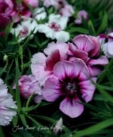 󥵥ʥǥ<BR><BR>إ꡼ޥå