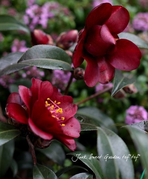 Camellia 'Night Rider' <BR><BR>カメリア・黒椿<BR>『ナイトライダー