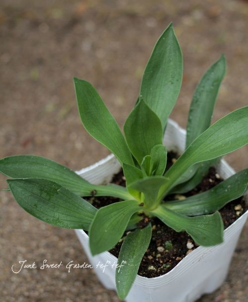 �ڲ֤ˤ⡪�ؾ�ι⤤�����ꥢ���ۥ磻�ȡإ��祤���ƥ��å���