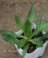 ڲ֤ˤ⡪ؾι⤤<BR>ꥢۥ磻<BR>إ祤ƥå