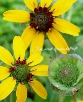 祳졼Ȥιǡ<BR>Сǥ<BR>إ祳졼ȥɥåס