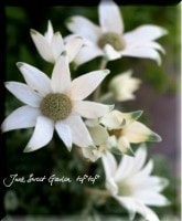 �դ�դ�ʤ���<BR>�ե��ͥ�ե�<BR>3.5����