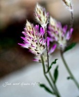 �ץ���������<BR>�إݥ�ݥ�٣���������