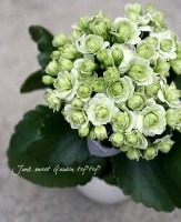 äο<BR>󥳥<BR>إѥ